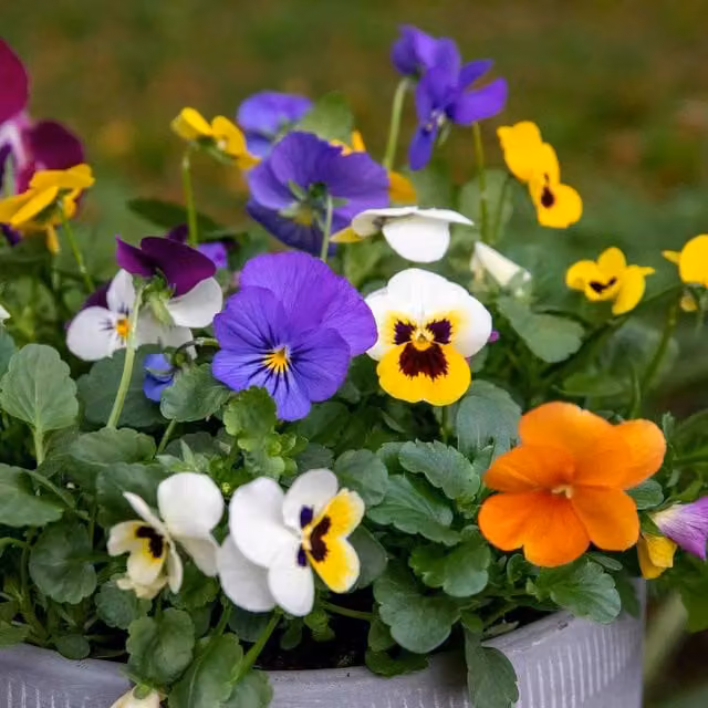 Marshalls Garden Viola Sorbet Mix Multicolour Bedding Plant