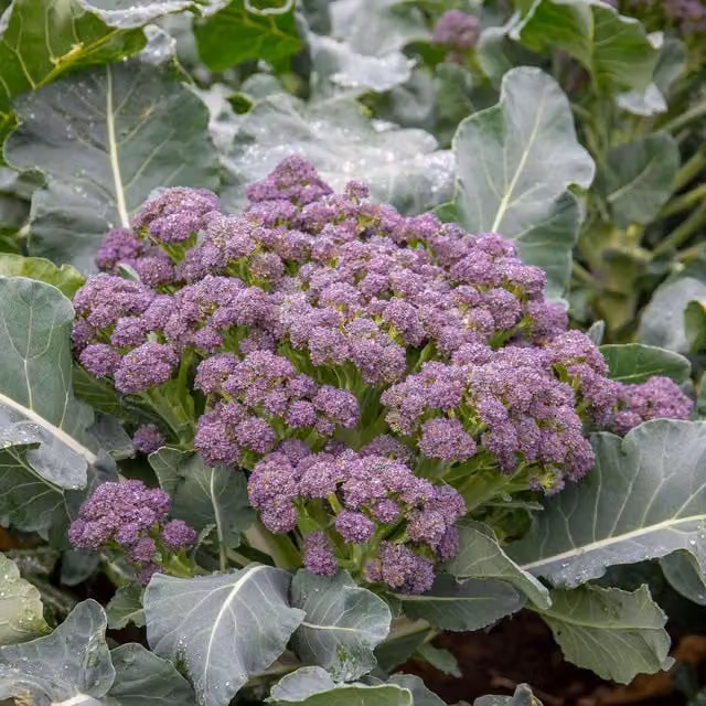 Marshalls Marabel F1 January King Cabbage Seeds, Green, 50 seeds