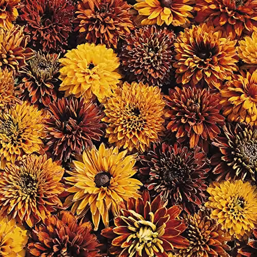 Thompson and Morgan Rudbeckia x hirta hybrida Cherokee Sunset Coneflower Seeds, Orange and Yellow, 40 Seeds
