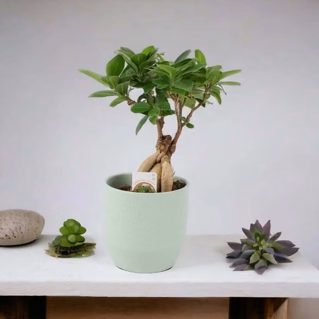 Plants By Post Ficus Ginseng Bonsai Indoor Plant in a 12cm Green Pot