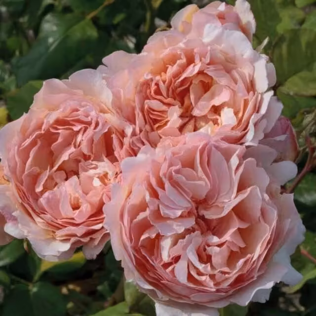 Plant Theory Cutie Pie Thorn Free Shrub Rose with White and Pink Flowers, 2L Pot