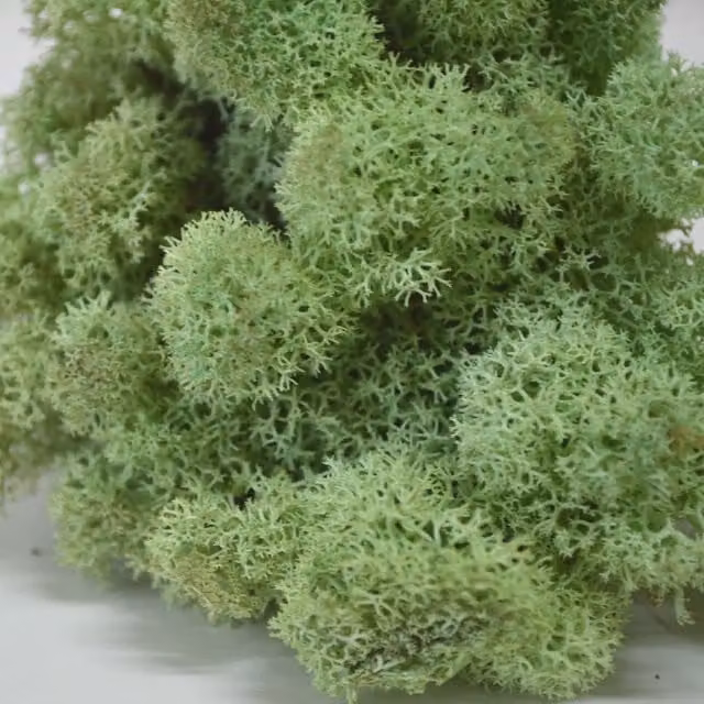 Natural Crafts Organic Coloured Reindeer Moss in Mint Green