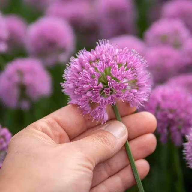 Marshalls Garden Allium Millennium Purple Perennial Ornamental Plant