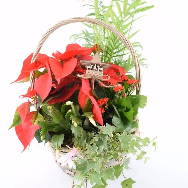 Plants By Post Large Christmas Indoor Poinsettia Festive Mix in a Red and Green Rattan Basket