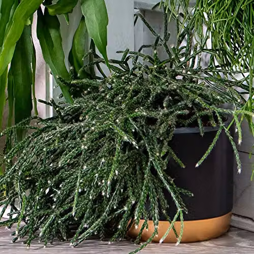 Thompson and Morgan Lucky Dip Premium Indoor House Plant Collection, 3 x 14cm Pots – 2