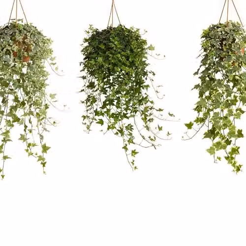 Thompson & Morgan Hedera Helix Mix Evergreen Ivy, Green and Variegated Foliage, 1x 19cm Potted Plant