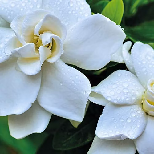 Thompson & Morgan Gardenia Crown Jewels Cape Jasmine Evergreen Hardy Shrub with Fragrant White Double Blooms, 1x 9cm Potted Plant – 2