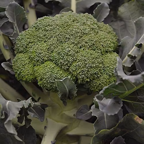 Thompson and Morgan Calabrese Komodo F1 Broccoli Vegetable Seeds, 30 Seeds