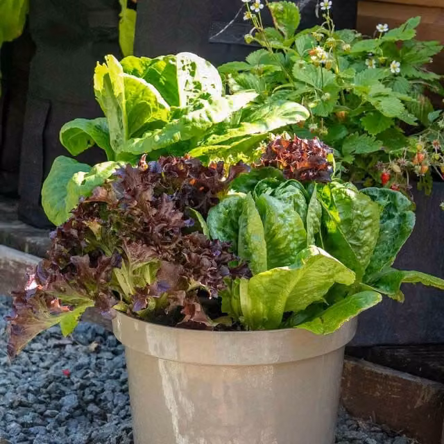 Unwins All Sorts Mix Lettuce Vegetable Seeds, Green, 1000 g