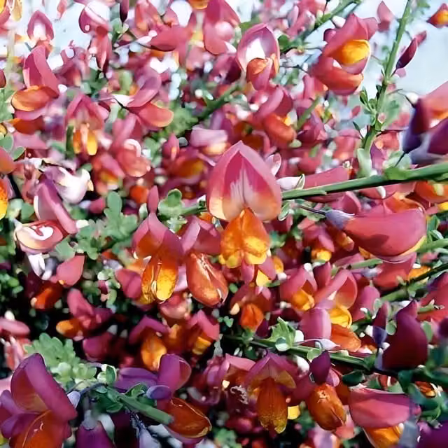 3x Cytisus Boskoop Ruby Red Garden Broom Ornamental Shrubs by Direct Plants