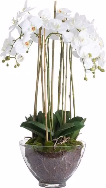 Hill Interiors Large White Orchid in a Glass Pot