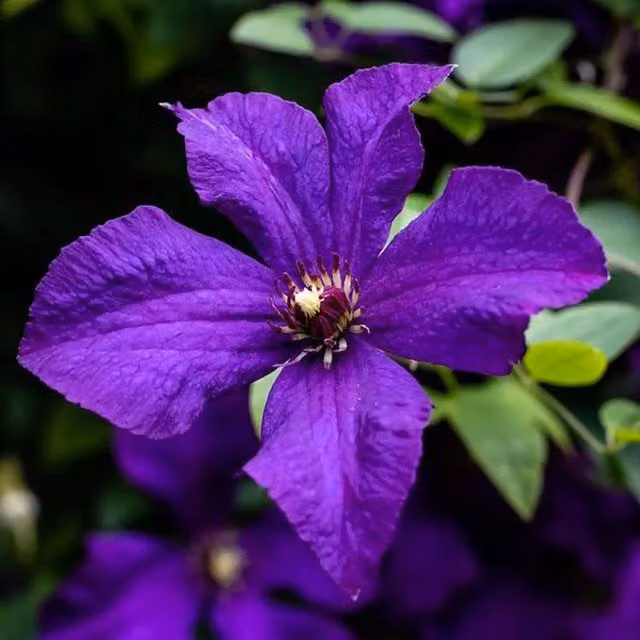 Plant Theory Clematis Polish Spirit Purple Flowering Climbing Plant in a Pot