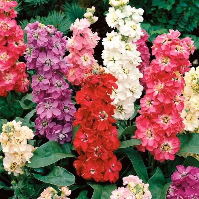 Unwins Ten Week Mix Multicolour Ornamental Flower Seeds
