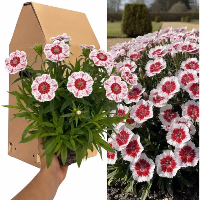 Plants By Post Cosmos Apollo White Elegant Garden Plant, 2L