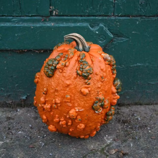 Marshalls Garden Goosebumps F1 Warty Carving Pumpkin Seeds, 8-Pack, Orange