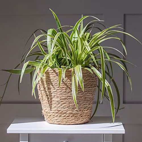 Thompson and Morgan Variegated Spider Plant Chlorophytum comosum 'Variegatum' Indoor Hardy Perennial, 2 x 9cm Pots – 1