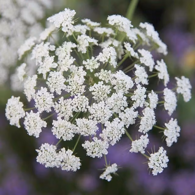 Plant Theory Set of 3 White Ammi Majus Bishop's Weed Bedding Plants in 9cm Pots