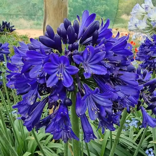 Thompson and Morgan Agapanthus Midnight Sky Hardy Perennial with Deep Blue Flowers, 1x 9cm Potted Plant – 3