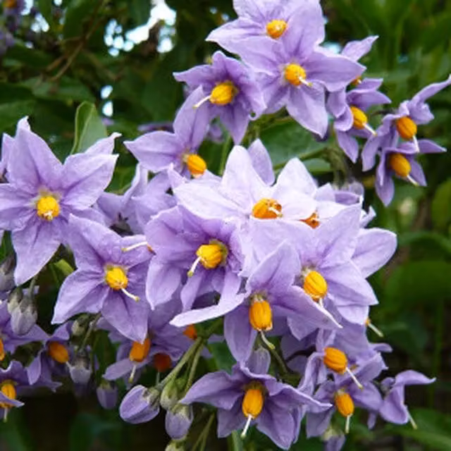 Plants By Post Solanum crispum Glasnevin Climber with Violet Blue and Yellow Flowers