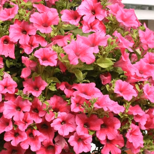 Plant Theory Set of 3 Surfinia Hot Pink Petunia Bedding Plants in 9cm Pots