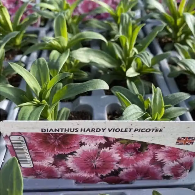 Plants by Post Dianthus Hardy Perennial Plants, Violet, 12 Plants