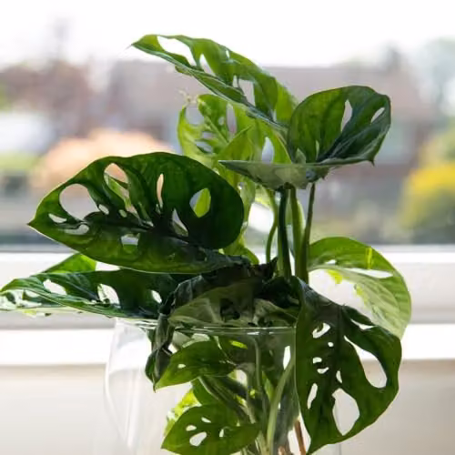 Thompson and Morgan Monstera Adansonii Potted Indoor Perennial Plant with Green Heart-Shaped Foliage, 1x 10.5cm Pot – 3
