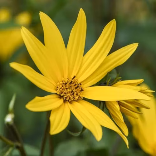 Thompson & Morgan Sunflower Early Bird Yellow Flower Seeds