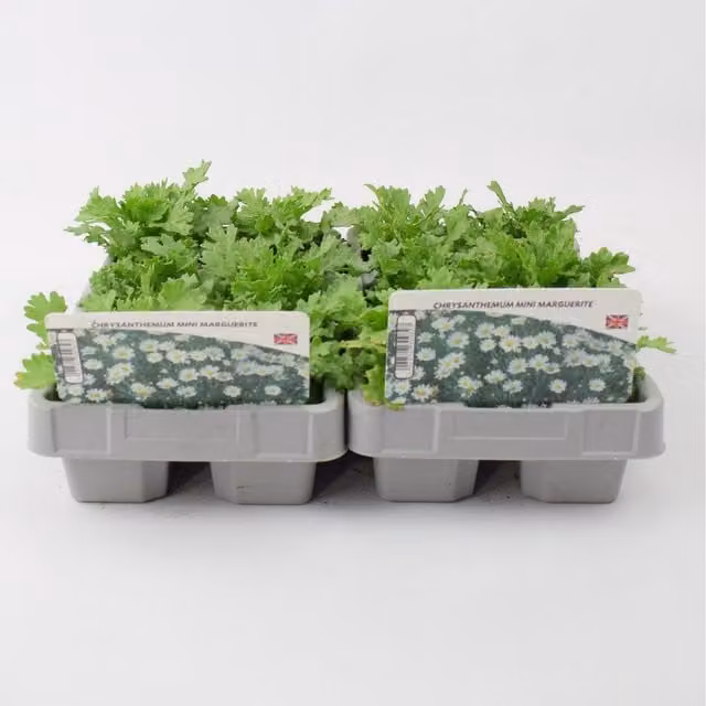 Plants By Post Pure White Chrysanthemum Mini Marguerite Plants, 6 Pack