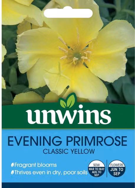 Unwins Evening Primrose Yellow Flower Seeds, 50 Seeds
