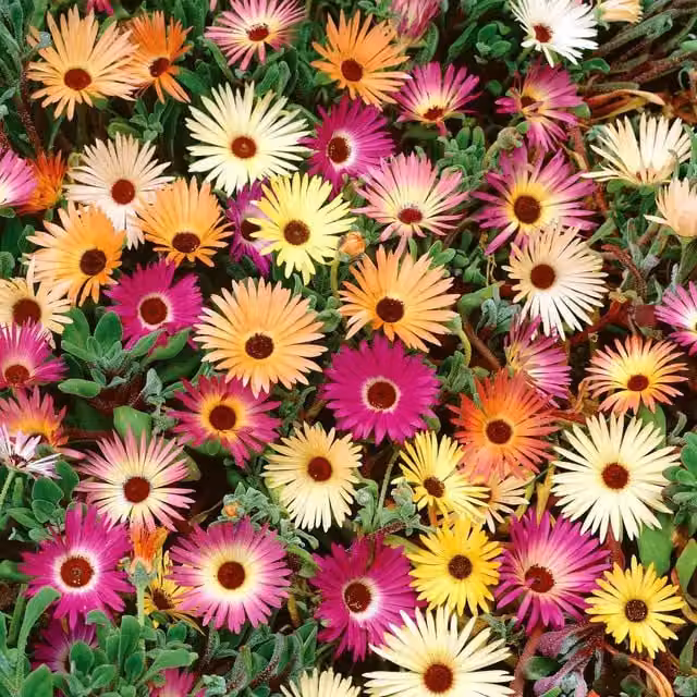 Unwins Livingstone Daisy Tapestry Mix Multicolour Flower Seeds
