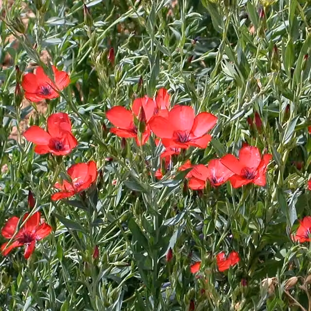 Marshalls Linum grandiflorum Rubrum Flower Seeds, Red, 500 Seeds