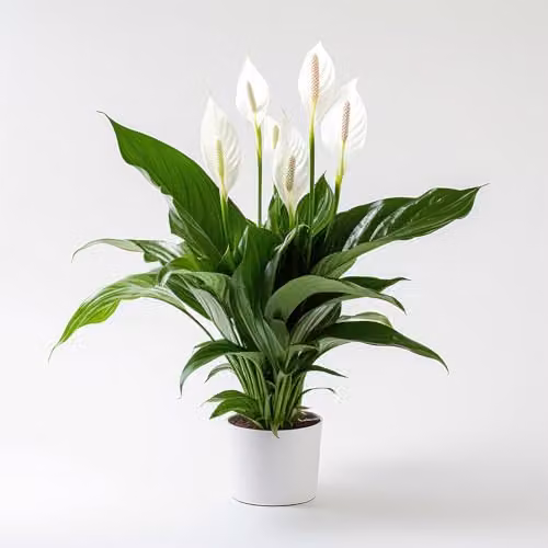 YouGarden Spathiphyllum Sweet Silver Peace Lily Indoor Plant in 13cm Pot, White and Green Flowering House Plant – 1