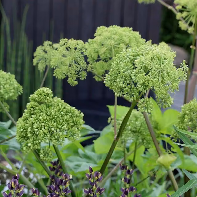 Set of 3 Angelica Archangelica Perennial Herb Garden Plants in 9cm Pots, Green