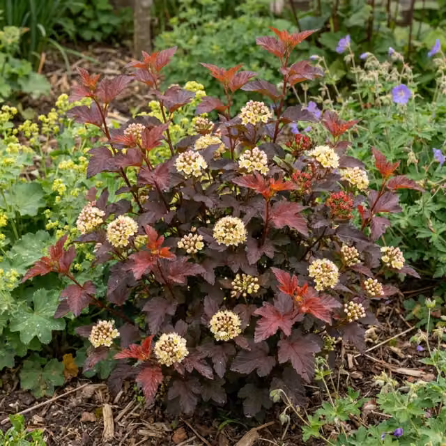 Plants by Post Physocarpus Raspberry Lemonade Ninebark Multi-toned Pink Ornamental Shrub