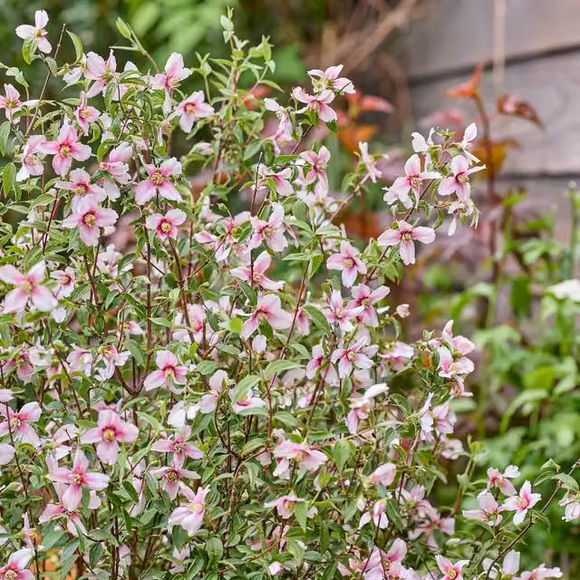 Marshalls Garden Philadelphus Petite Perfume Pink Scented Compact Ornamental Shrub, Pink
