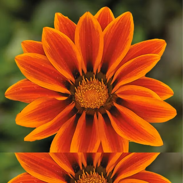 The Rose Press Garden Gazania Kiss Orange Flame Bedding Plant, Pack of 3