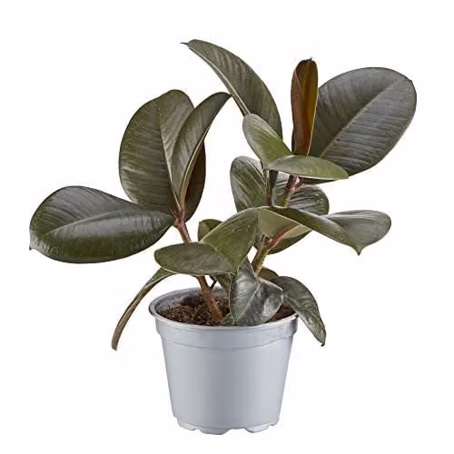 Thompson and Morgan Ficus elastica Robusta Indoor Evergreen Plant, 3 x 12cm – 5