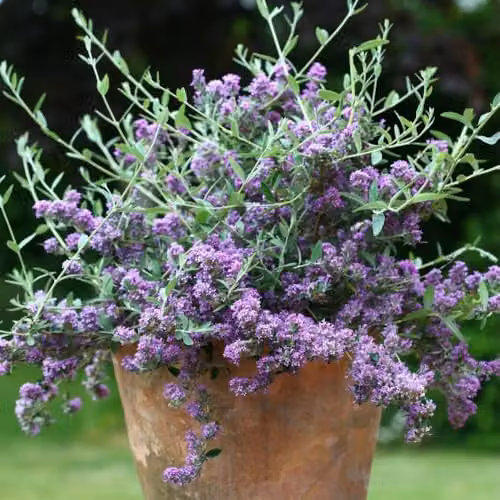 Thompson & Morgan Buddleja alternifolia Purple Butterfly Bush, 9cm Pot – 1