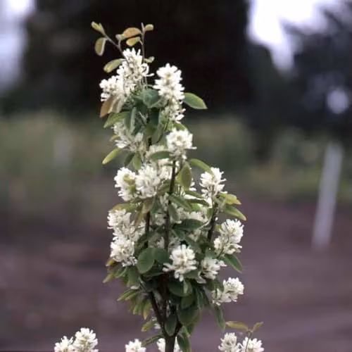 Thompson & Morgan Amelanchier Alnifolia Obelisk Juneberry Hardy Flowering Shrub, White, 1 x 3.6 Litre Pot – 1