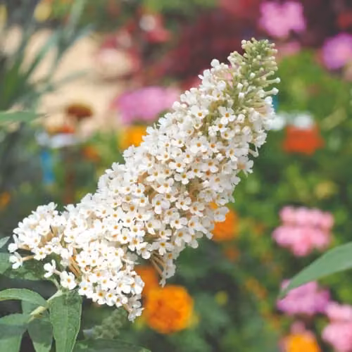 Thompson and Morgan Buddleja Buzz Ivory Dwarf Patio Buddleja with Large Ivory Flowers, Pack of 2 x 1 Litre Pots