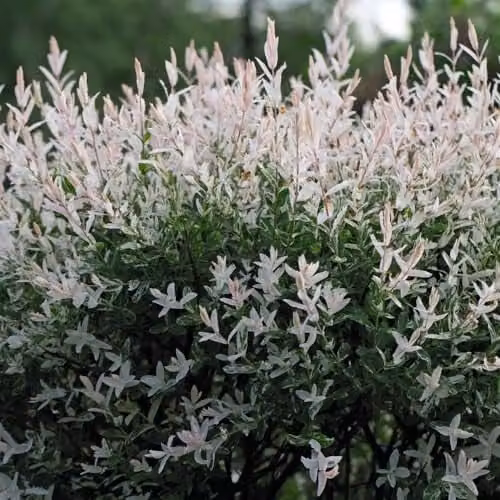 Thompson and Morgan Salix Integra Hakuro-nishiki Flamingo Tree Ornamental Shrub, Height: 120 cm, 17 cm Potted Plant – 1
