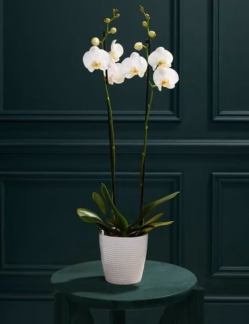 M&S Flower Market Large White Phalaenopsis Orchid in a White Ceramic Pot