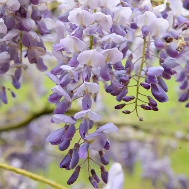 Plant Theory Wisteria Sinensis Amethyst Chinese Wisteria Purple Climber Vine Plant, Green