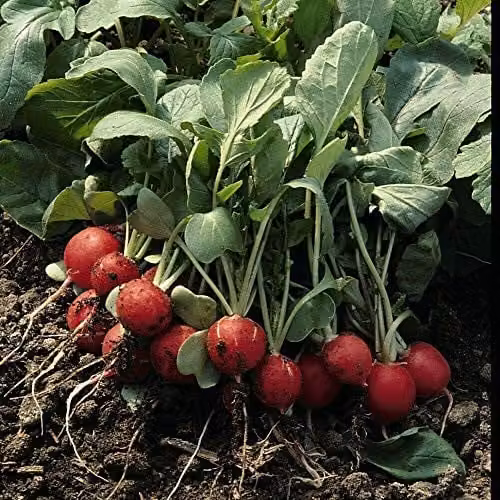 Thompson and Morgan Scarlet Globe Radish Seeds, 750 Seeds