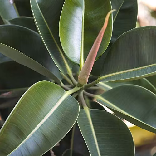 Thompson and Morgan Ficus elastica Robusta Indoor Evergreen Plant, 3 x 12cm – 2