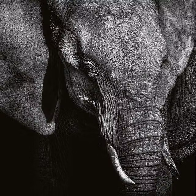 Beautiful Elephant Wall Mural in Grey