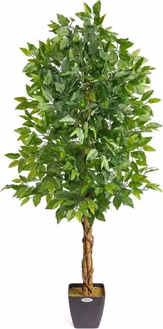 Christow Artificial Green Ficus Tree in Pot, Height: 150 cm