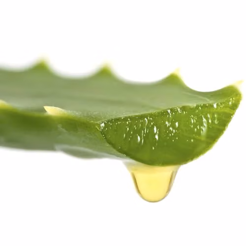 YouGarden Aloe Vera Succulent Houseplant in 14cm Pot, Green Indoor Plant – 4