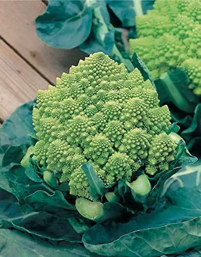 Johnsons Romanesco Precoce Cauliflower Vegetable Seeds – 3