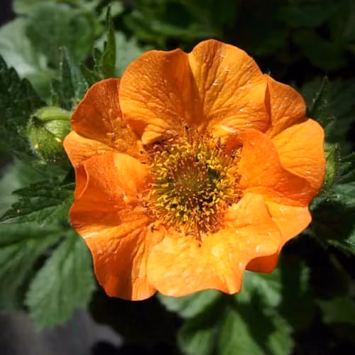 Thompson & Morgan Geum Totally Tangerine Orange Perennial Plants, 2 x 9cm Pots – 2